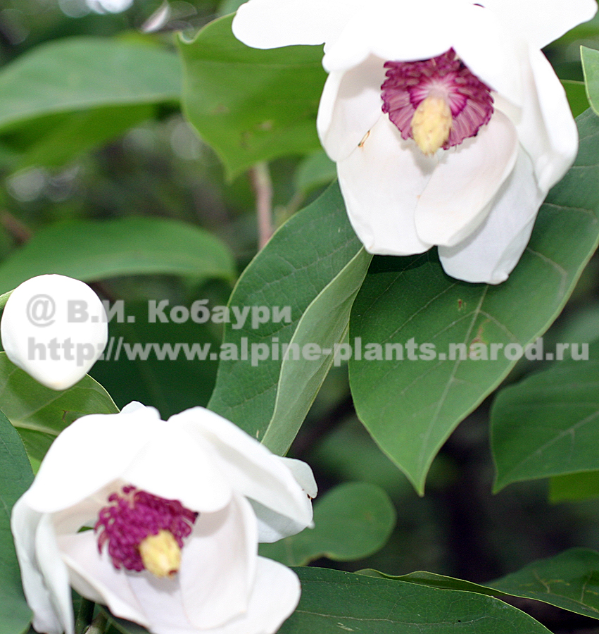 Magnolia Siboldii