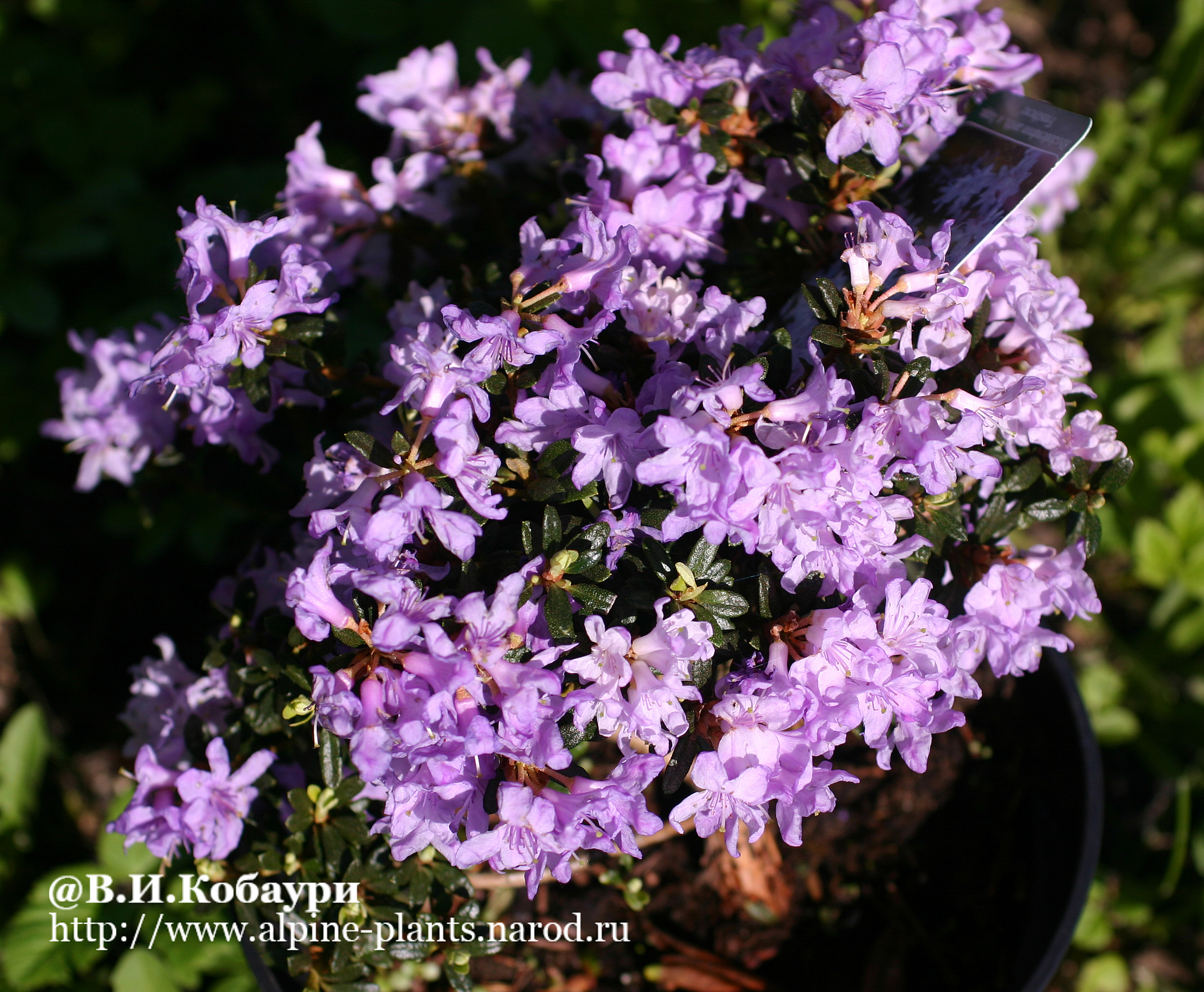Rhododendron anthopogon x Rhododendron lapponicum ‘Frosthexe’